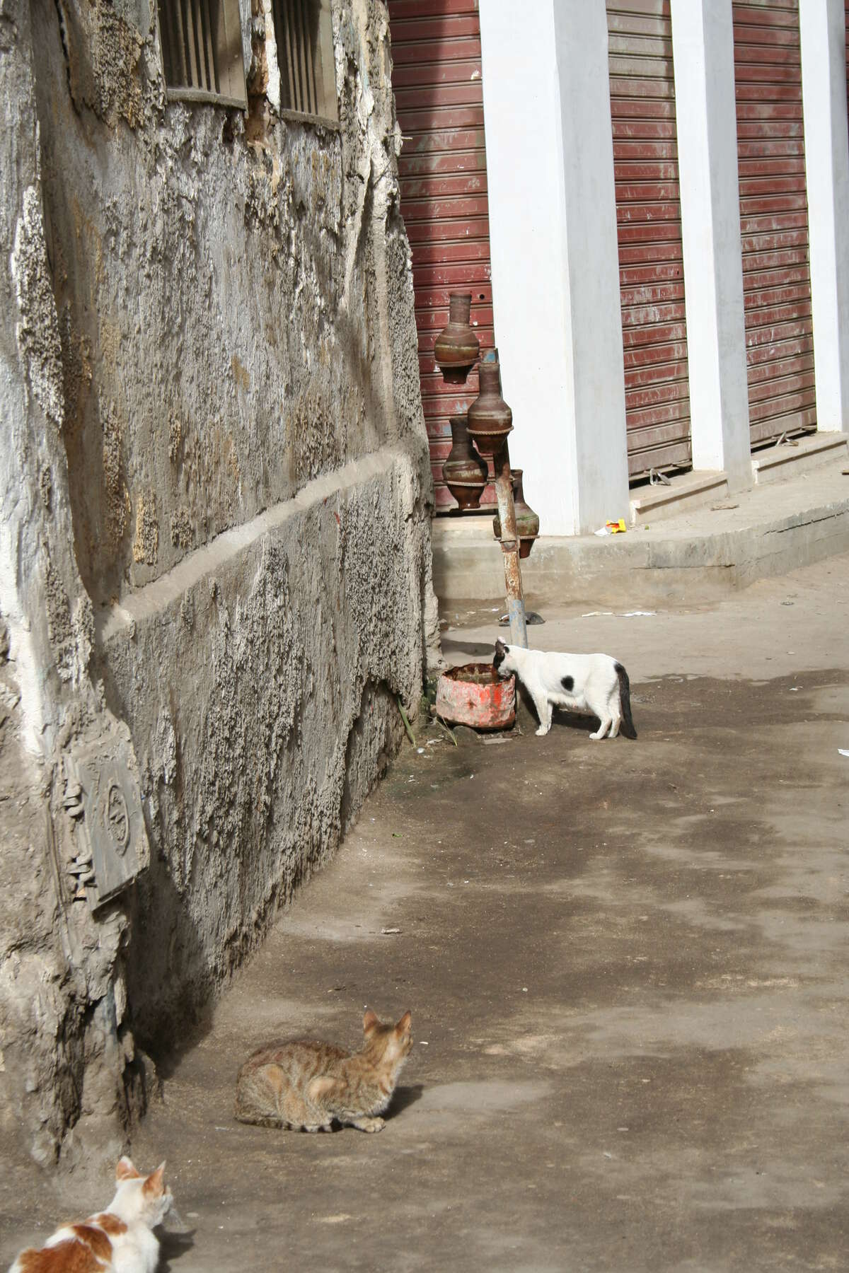 Side of sabil with four drinking water pots held up on a stand. There are three cats, one drinks from a water bowl on the ground.
